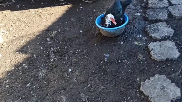 ПРИНИМАЕТ ВАННУ ИЗ ВИТАМИНОВ/ УТКИ СНОВА МУТЯТ ВОДУ смотреть онлайн