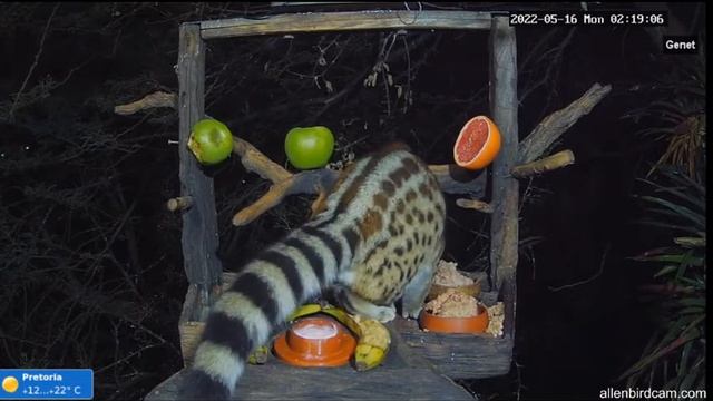 Ночной прием пищи и на десерт -банан#Южная Африка смотреть онлайн