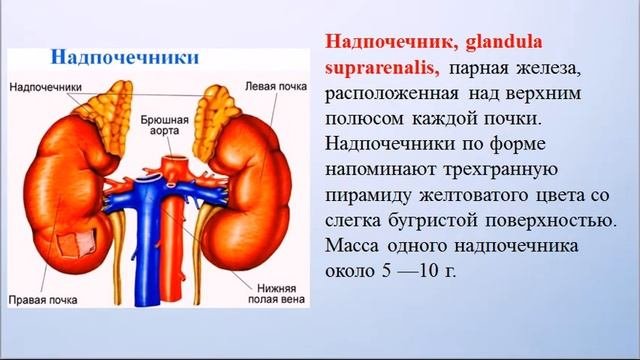 Лекция «Гуморальная саморегуляция в организме»