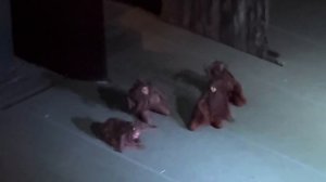 @сильфида@танецчертей@мариинский@театр