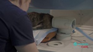 Клиника "Ветеринарный доктор", Екатеринбург. Ветеринарный МР томограф S-scan
