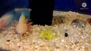 Кормление аксолотля