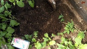 Как посадить переросшую рассаду томатов
