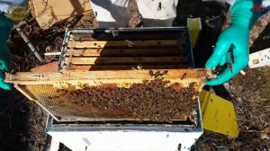 пчеловодство  весенняя ревизия, итог зимовки, смешанная вентиляция