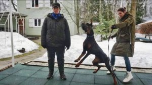 Догтренинг 585. Тяжёлый бой с доберманами. Становление управления.