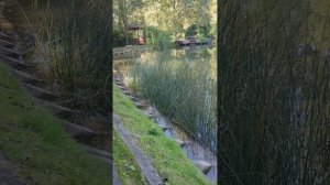 Обалденная природа ☝️ Реабилитационный центр, д.Голубое