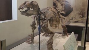 Dinosaurs. American Museum of Natural History. Американский музей естественной истории