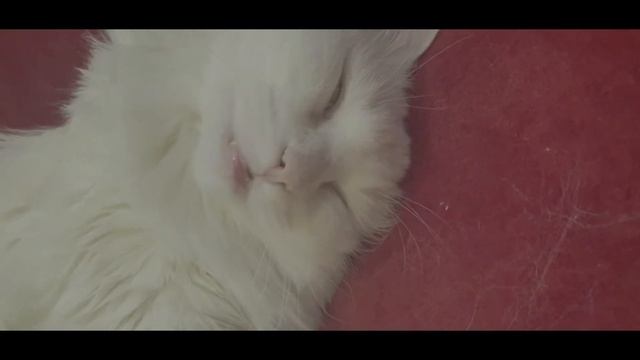 Питер. Июль 2021. Город. Театр. Прогулка на кораблике смотреть онлайн