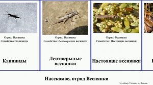 Насекомое, отряд Веснянки insect Hulu Chris Белокрылые Салатовые Haugen Лентокрылые Немуриды серая