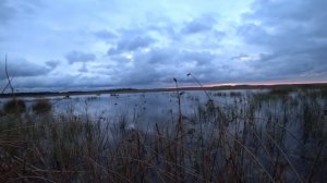 С ЧУЧЕЛАМИ НА РИСОВОМ ОЗЕРЕ! Осенняя Охота на Утку. Утиный перелёт в самом разгаре! duck hunting