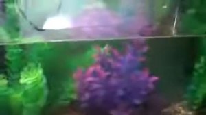 Хемихромис красный нерест 11 9 14 Владивосток