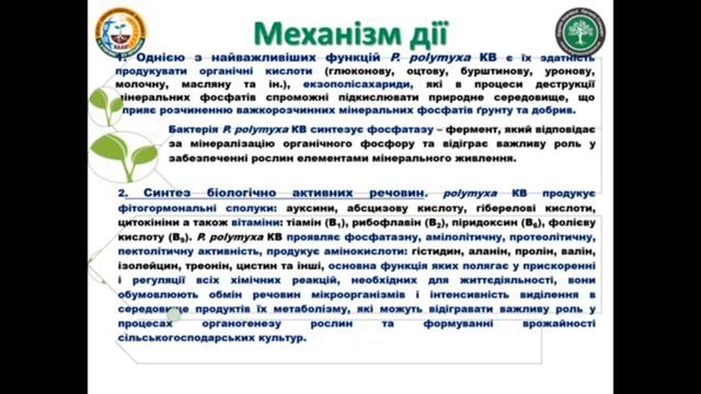 ЗАСТОСУВАННЯ МІКРОБНИХ ПРЕПАРАТІВ У СУЧАСНИХ АГРАРНИХ ТЕХНОЛОГІЯХ. ПОКРАЩЕННЯ ФОСФОРНОГО ЖИВЛЕННЯ