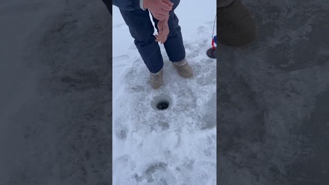 Шнурка на жерлицу в глухозимье смотреть онлайн