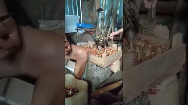 Часть 5.  Ястреб  помогает чистить  08 июля 2021г.