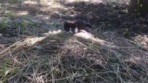 Спасение котят . Ищу им дом