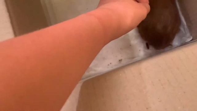 Покупка грызуна/ вторая морская свинка?!?🐷💗