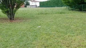Похудение и оздоровление при АИТ, -2 кг за 3 недели аутоиммунного протокола (веган) по Брук Голднер