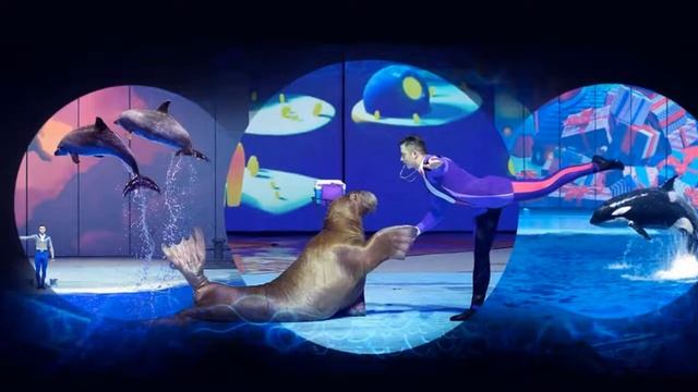 Снежная королева космические пираты и шоу с косатками: куда пойти с детьми в декабре