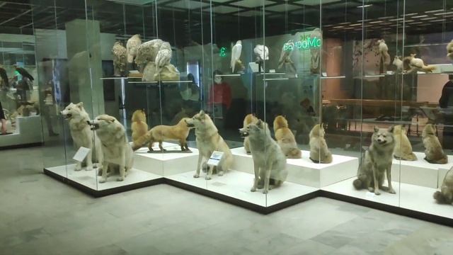 ДАРВИНОВСКИЙ МУЗЕЙ (МОСКВА) смотреть онлайн