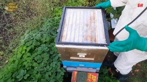 пчеловодство, подготовка пчел в зиму