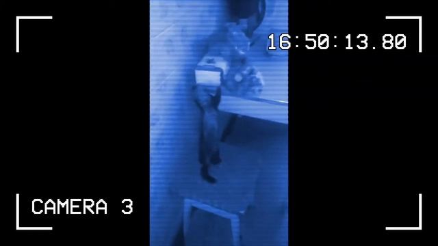 Кто ночью ворует продукты или голодный харек смотреть онлайн