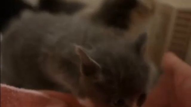 Котята в ванне смотреть онлайн