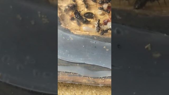 camponotus vagus. муравьи древоточцы. смотреть онлайн