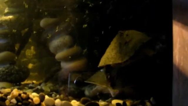 Черепашка Трионикс пытается съесть гуппи. смотреть онлайн