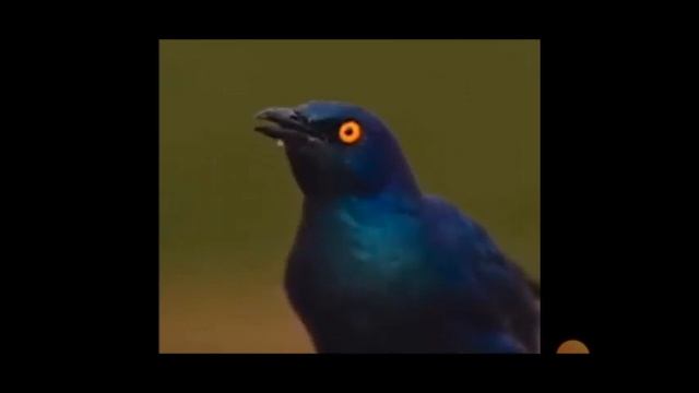 птица синяя