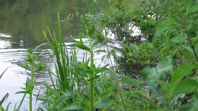 Водяная крыса смотреть онлайн