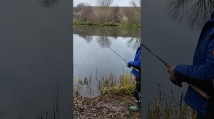 Поклёвка Окуня на гипноз. ноябрь 2021.река Майн.