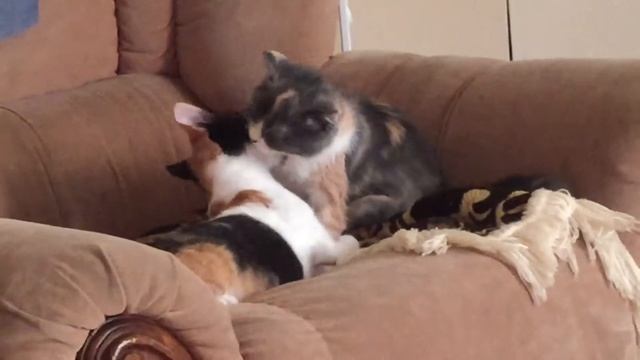 Няшные котёнки моют друг друга смотреть онлайн