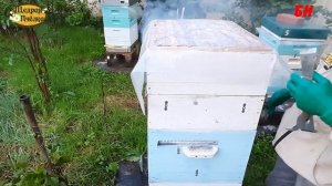 пчеловодство, главный взяток не удался ставим пчелоудалители отбор меда