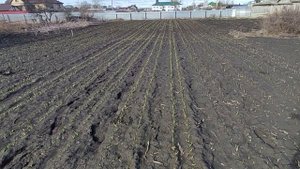 Всходы бульбочки.