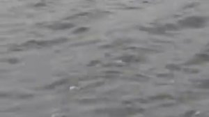 щука с руку!!!