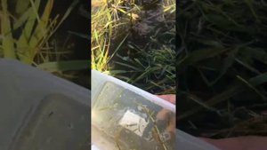 Ловля лягушек🐸