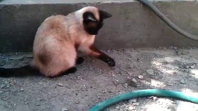 Cats Mouses-КОШКИ МЫШКИ смотреть онлайн