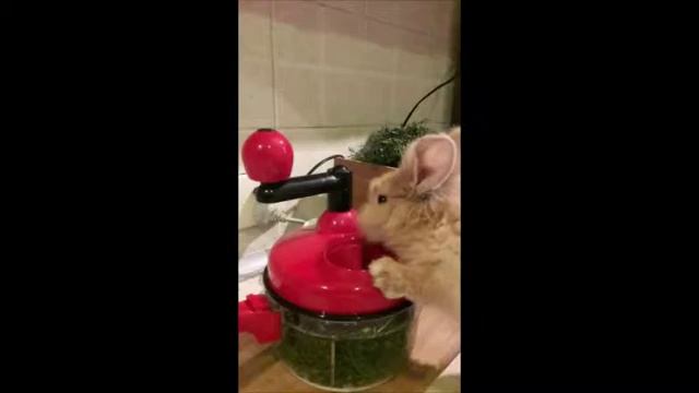 Фотоальбом домашный декаративный кролика Банни . Фото Домашный кролика банни смотреть онлайн