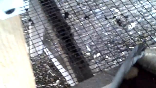 Моя испытательная клетка для кроликов смотреть онлайн