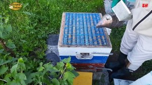 пчеловодство, главный взяток, погода испортилась, однокорпусное содержание