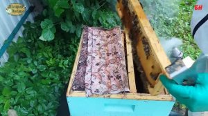 пчеловодство, ограничиваю работу матки