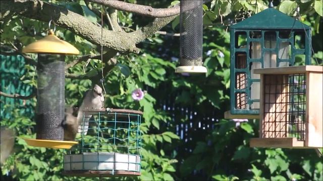 Blue Jay Visits the Backyard Feeder 7.23.22 смотреть онлайн