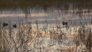 НА ЭТОМ БОЛОТЕ ПОЛНО СЕВЕРНОЙ УТКИ! ОХОТА НА УТКУ С ЧУЧЕЛАМИ.
