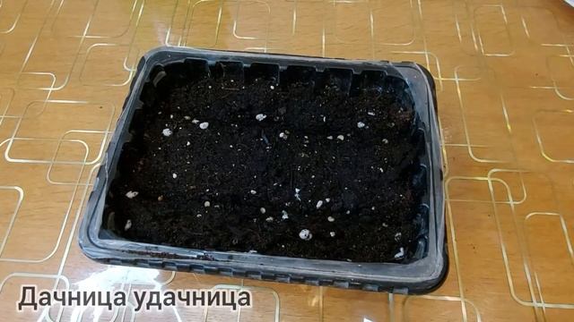 ПОСЕВ ПЕРЦА НА РАССАДУ. Вот почему она растёт такой крепкой, РАСКРЫВАЮ ВСЕ СЕКРЕТЫ❗#посевперца