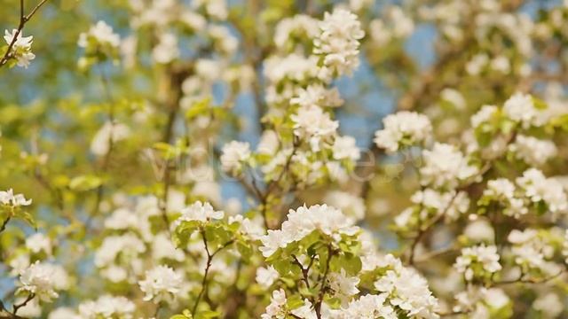 Blossom apple over nature background, spring flowers смотреть онлайн