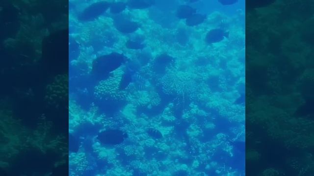 Батискаф Египет смотреть онлайн