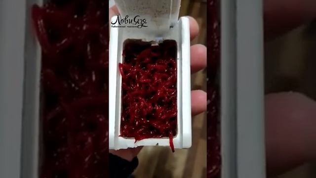 Испытание мотыля смотреть онлайн