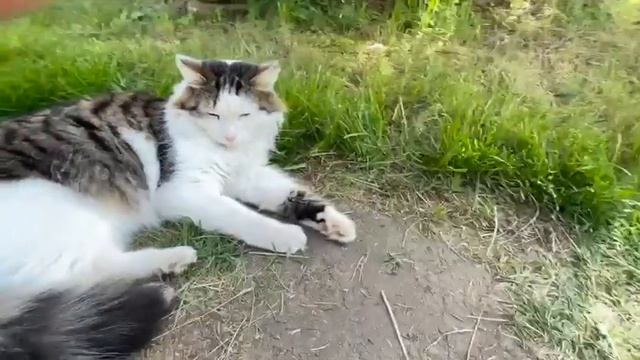 ШОК| сестра сняла видео(первое),бедный кот смотреть онлайн