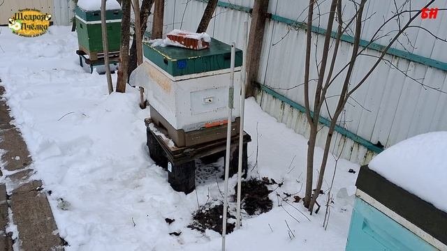 внезапное похолодание на пасеке как помочь пчелам
