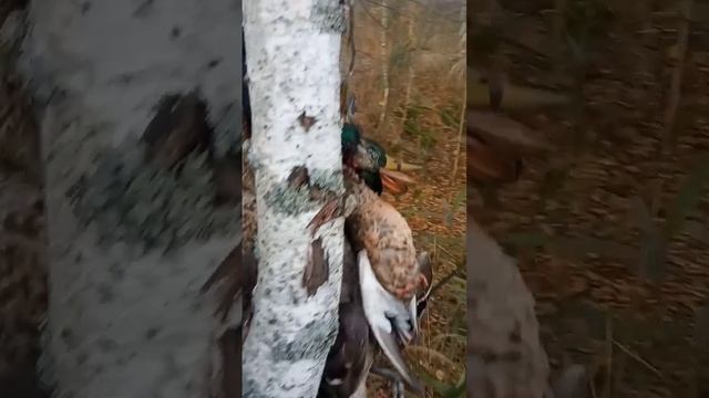 Осенняя охота на утку смотреть онлайн